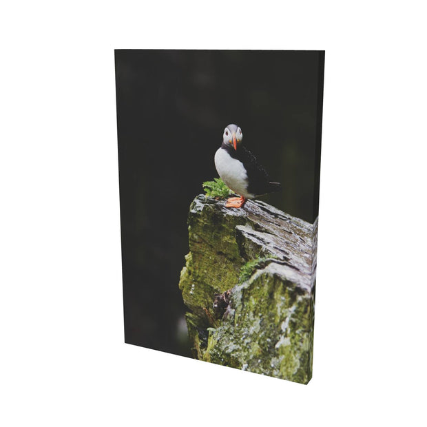 The Watchful Puffin, Skellig Michael, Kerry