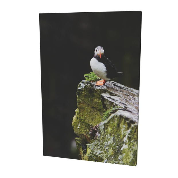 The Watchful Puffin, Skellig Michael, Kerry