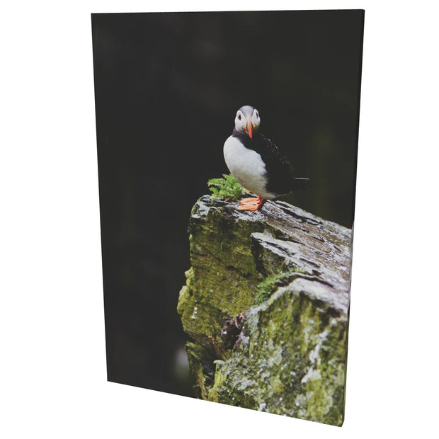 The Watchful Puffin, Skellig Michael, Kerry