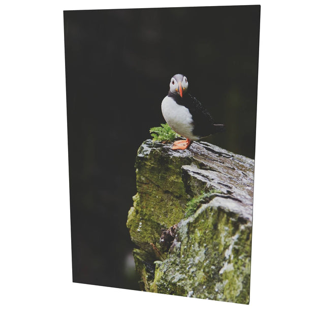 The Watchful Puffin, Skellig Michael, Kerry