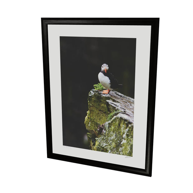 The Watchful Puffin, Skellig Michael, Kerry
