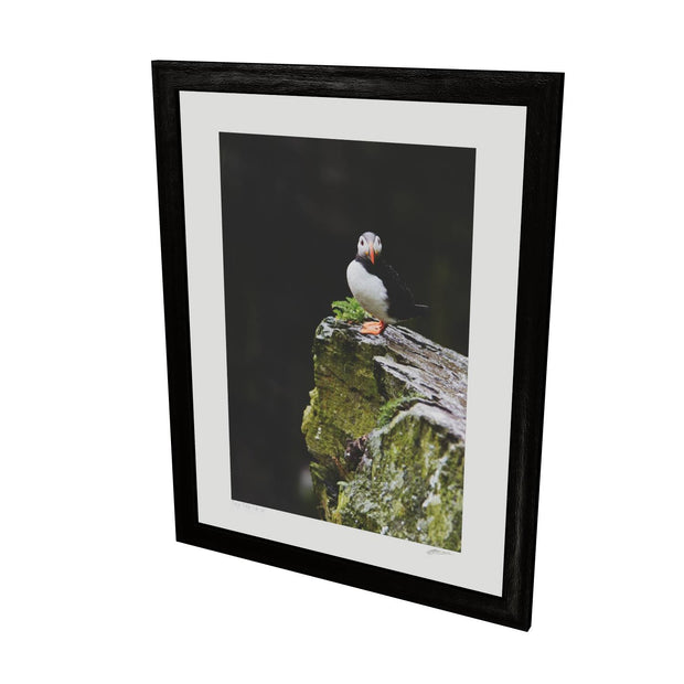 The Watchful Puffin, Skellig Michael, Kerry