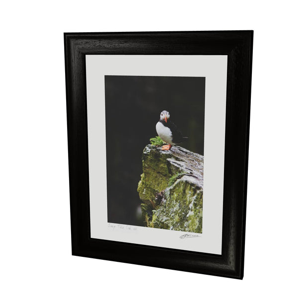 The Watchful Puffin, Skellig Michael, Kerry