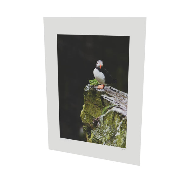 The Watchful Puffin, Skellig Michael, Kerry