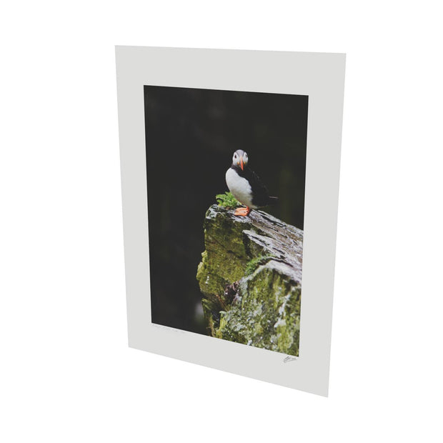 The Watchful Puffin, Skellig Michael, Kerry