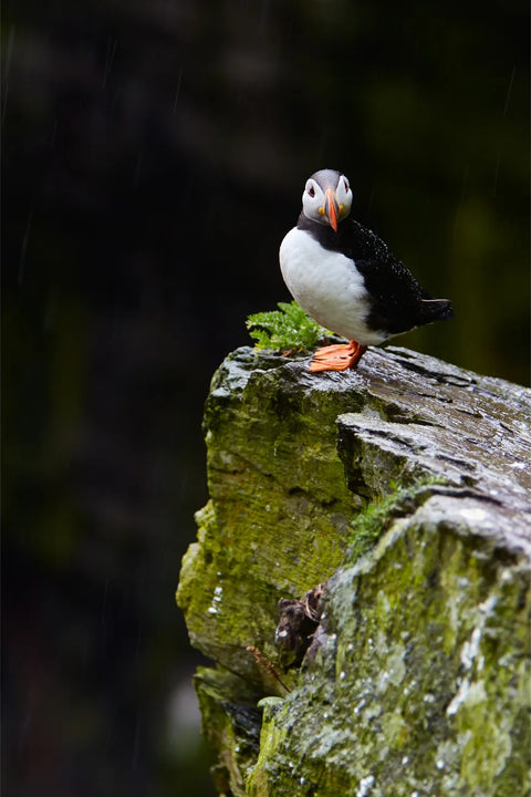 A lone puffin standing in the drizzle on a moss-covered rock on Skellig Michael, bright orange beak vivid against damp grey stone