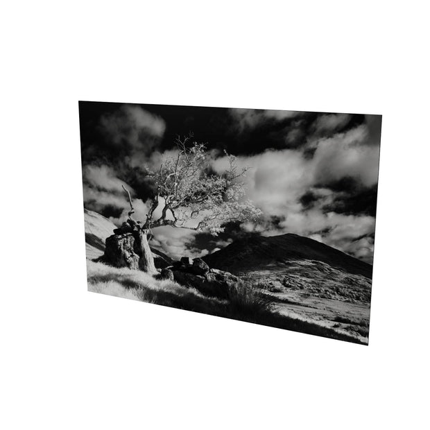 Lone Tree, Lough Brin, Kerry