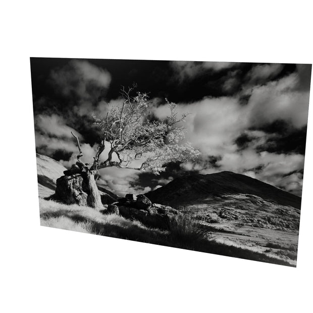 Lone Tree, Lough Brin, Kerry