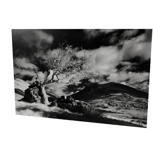 Lone Tree, Lough Brin, Kerry