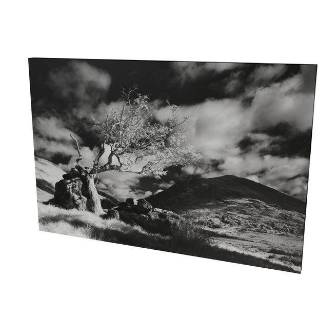 Lone Tree, Lough Brin, Kerry