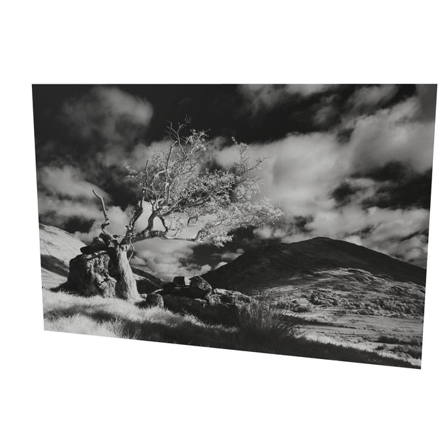 Lone Tree, Lough Brin, Kerry