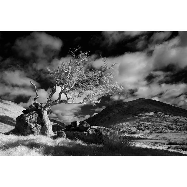 Lone Tree, Lough Brin, Kerry