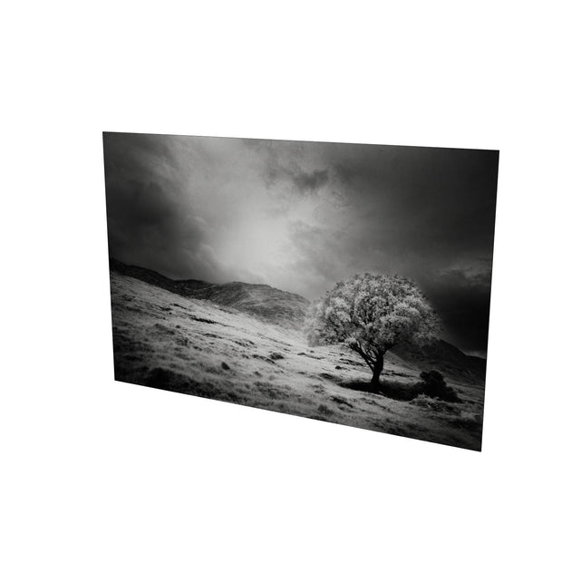 Lone Tree, Partry Mountains, Co. Mayo