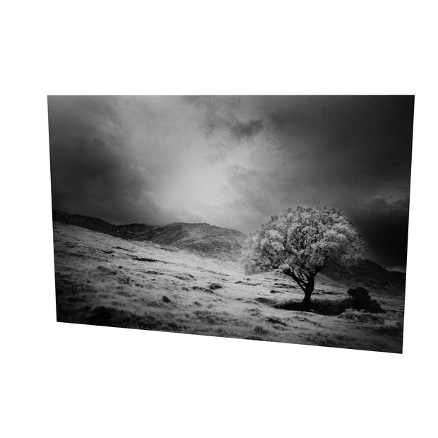 Lone Tree, Partry Mountains, Co. Mayo