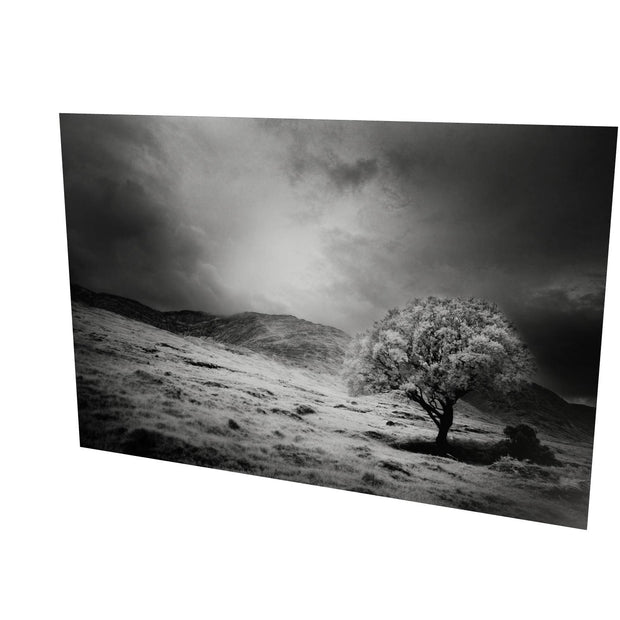 Lone Tree, Partry Mountains, Co. Mayo