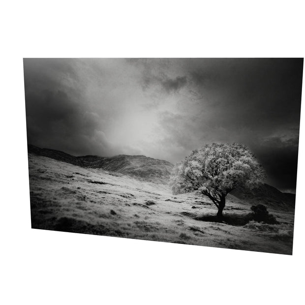 Lone Tree, Partry Mountains, Co. Mayo
