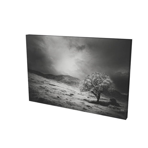 Lone Tree, Partry Mountains, Co. Mayo