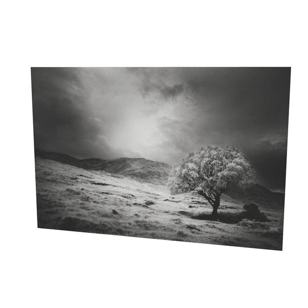 Lone Tree, Partry Mountains, Co. Mayo