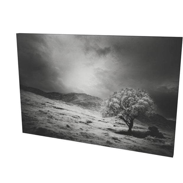 Lone Tree, Partry Mountains, Co. Mayo