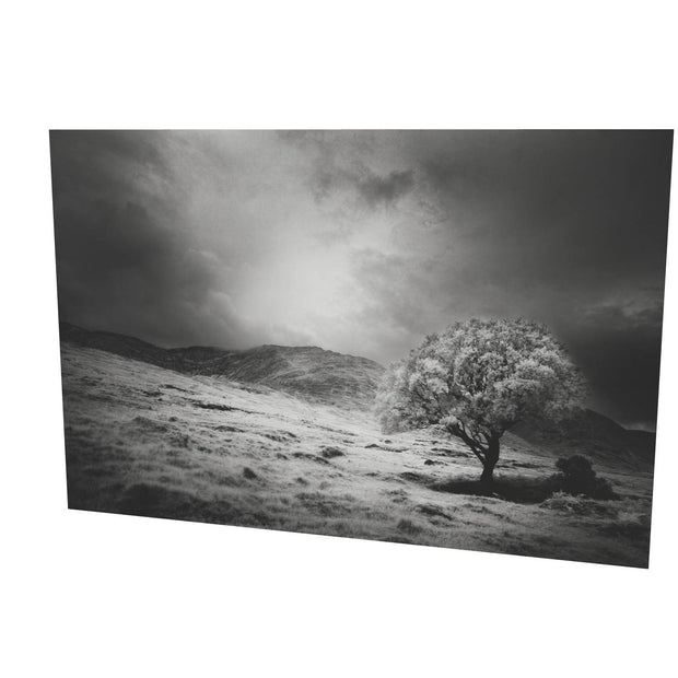 Lone Tree, Partry Mountains, Co. Mayo