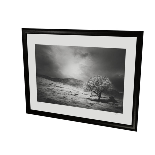 Lone Tree, Partry Mountains, Co. Mayo