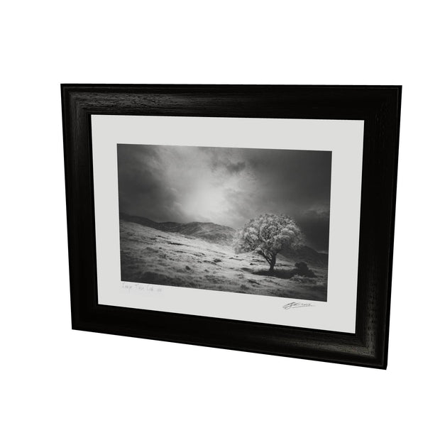 Lone Tree, Partry Mountains, Co. Mayo