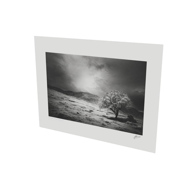 Lone Tree, Partry Mountains, Co. Mayo