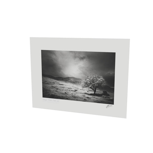 Lone Tree, Partry Mountains, Co. Mayo