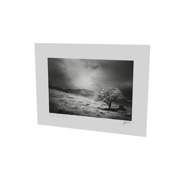 Lone Tree, Partry Mountains, Co. Mayo