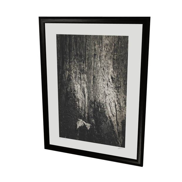 Fern and Tree, Cong, Co. Mayo