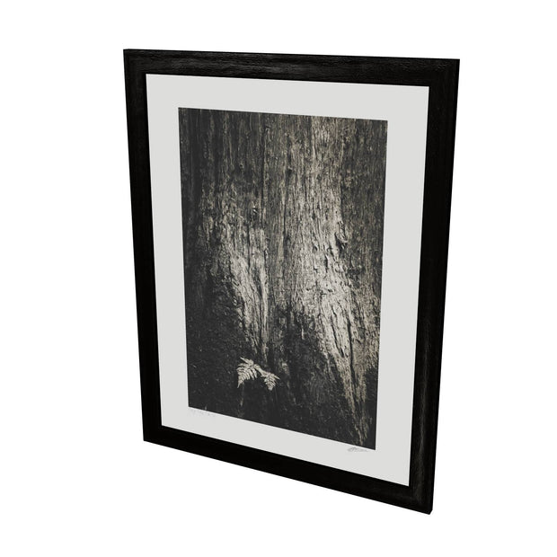 Fern and Tree, Cong, Co. Mayo