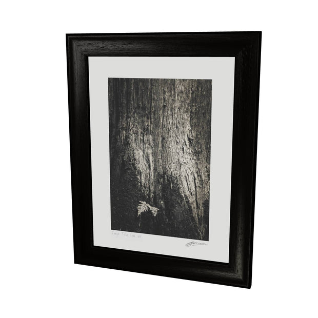 Fern and Tree, Cong, Co. Mayo