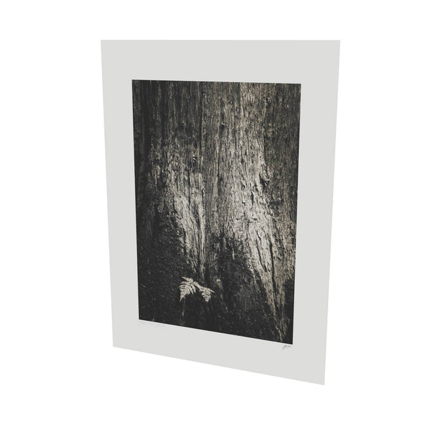 Fern and Tree, Cong, Co. Mayo