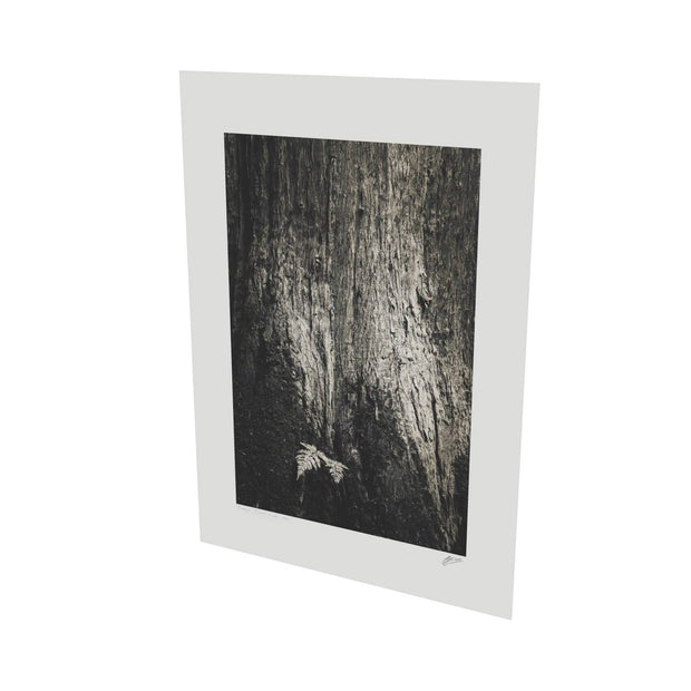 Fern and Tree, Cong, Co. Mayo