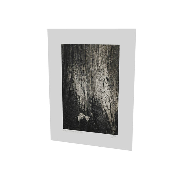 Fern and Tree, Cong, Co. Mayo