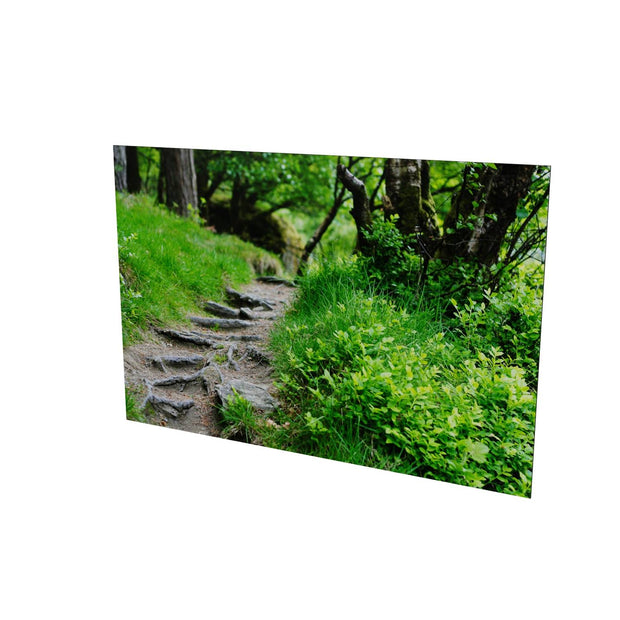 Forest Trail, Glendalough, Co. Wicklow