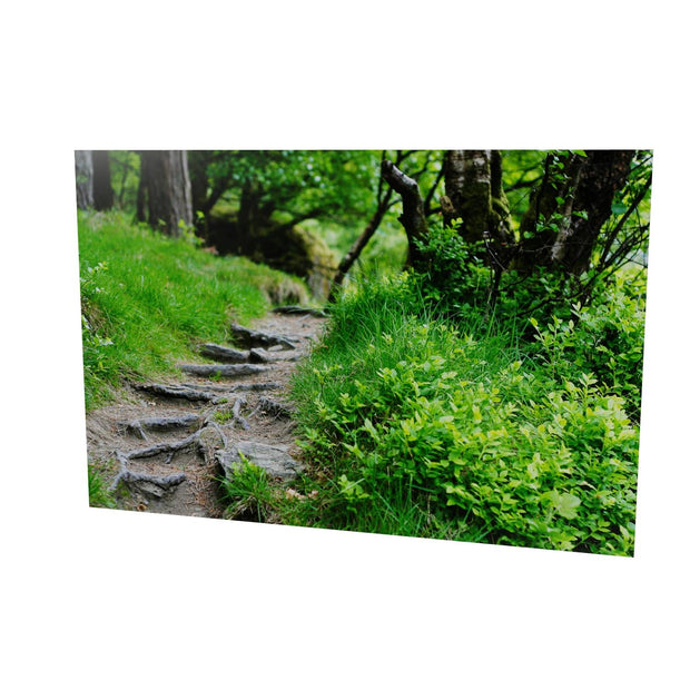 Forest Trail, Glendalough, Co. Wicklow