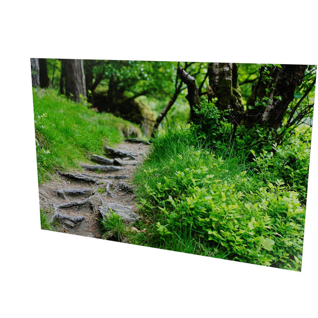 Forest Trail, Glendalough, Co. Wicklow