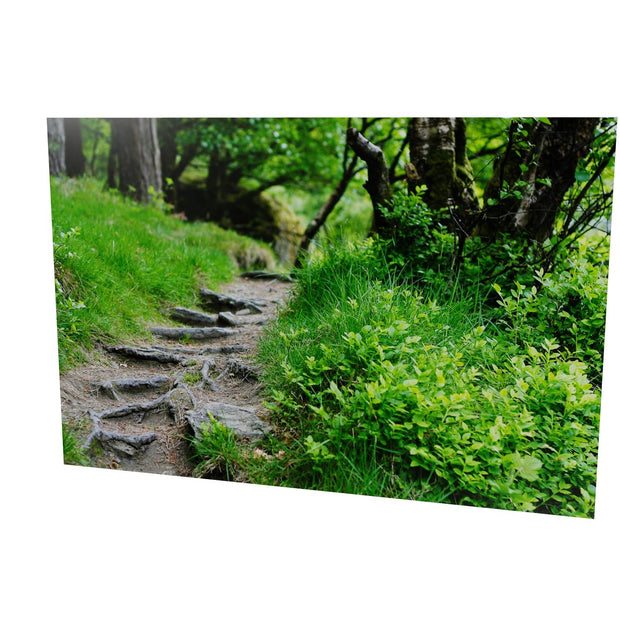 Forest Trail, Glendalough, Co. Wicklow