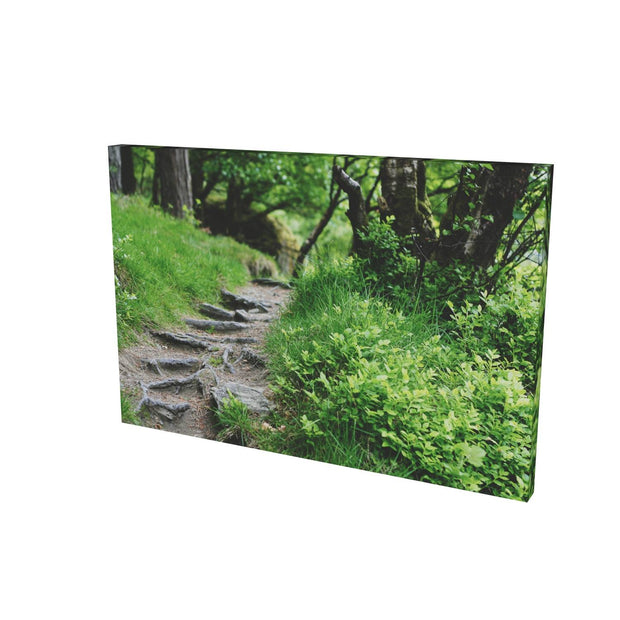 Forest Trail, Glendalough, Co. Wicklow