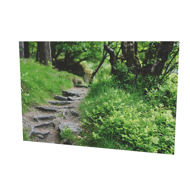 Forest Trail, Glendalough, Co. Wicklow