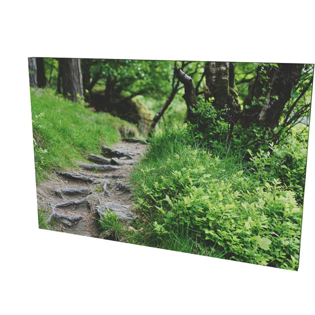 Forest Trail, Glendalough, Co. Wicklow