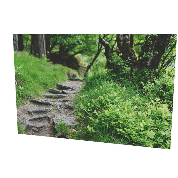 Forest Trail, Glendalough, Co. Wicklow