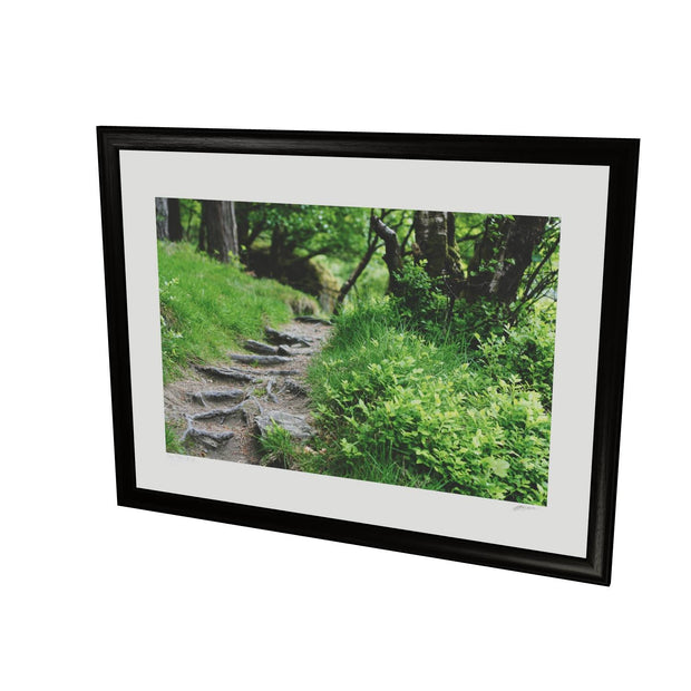 Forest Trail, Glendalough, Co. Wicklow