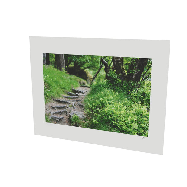 Forest Trail, Glendalough, Co. Wicklow