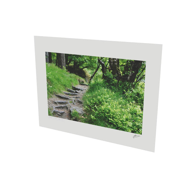 Forest Trail, Glendalough, Co. Wicklow