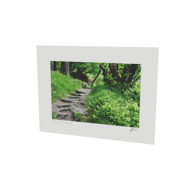 Forest Trail, Glendalough, Co. Wicklow