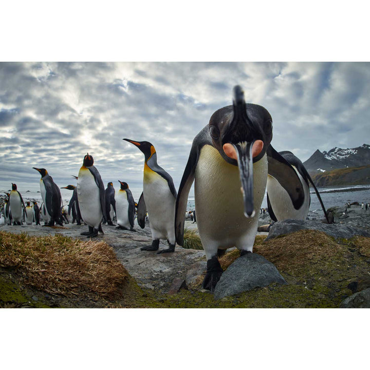 King Penguin Greeting, Gold Harbour, South Georgia