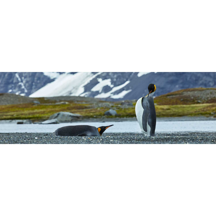 Penguin Pair, King Haakon Bay, South Georgia