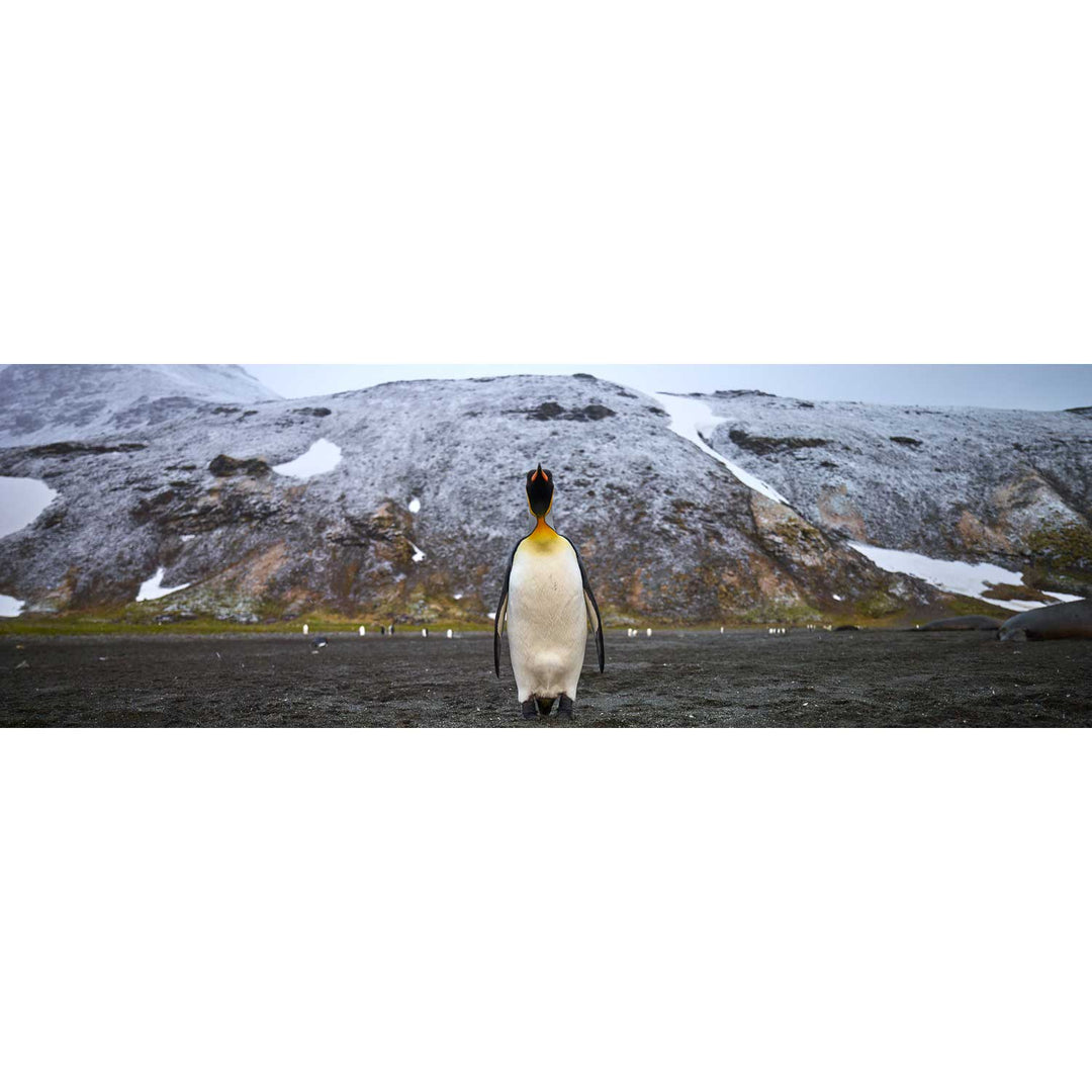 Lone Penguin, St. Andrew's Bay, South Georgia